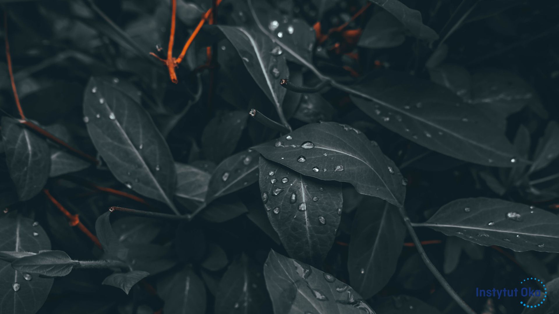 Daltonizm – na czym polega, jak rozpoznaje się tę wadę i co widzą daltoniści?